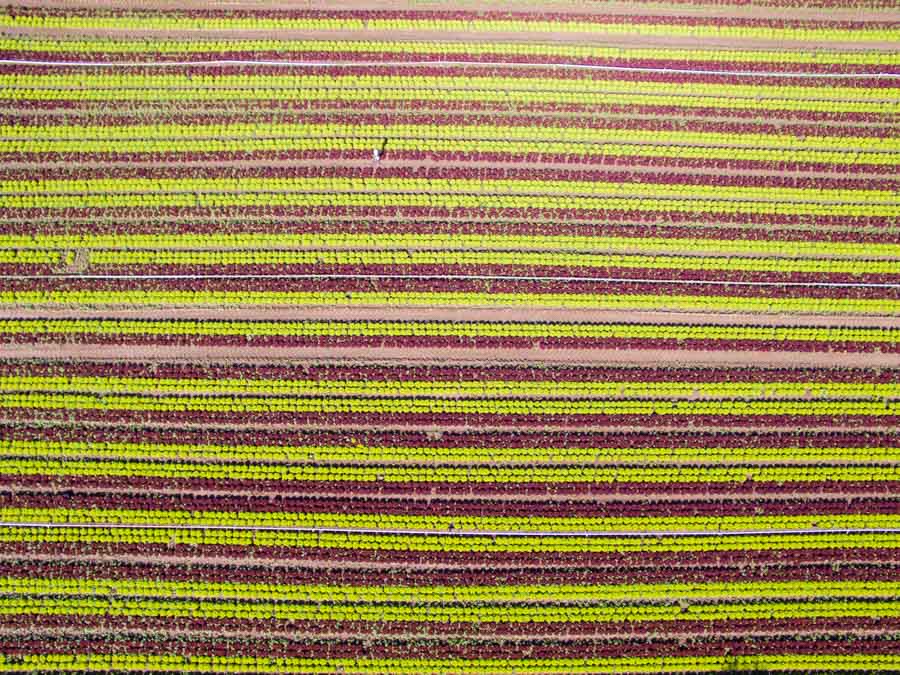 Aerial Drone Shot: Lush Fields of Lollo Rosso and Lollo Bionda Lettuce, Captivating in Detail and Color.