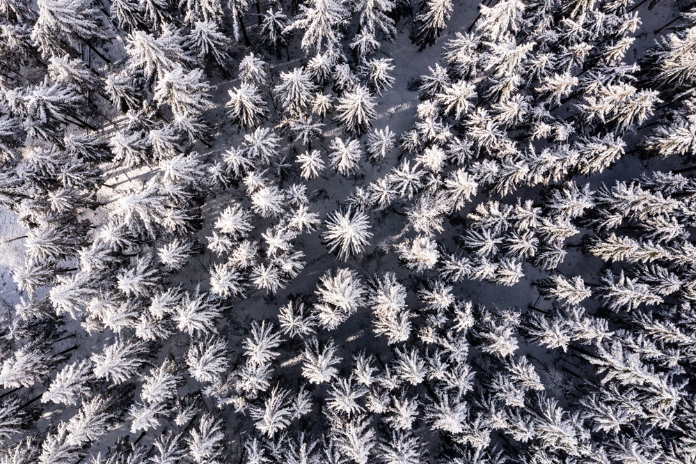 Verschneite Bäume am Feldberg im Taunus. Fotografiert mit der Drohnen DJI Mavic 2 Pro. Winterwald, Wald, Schnee