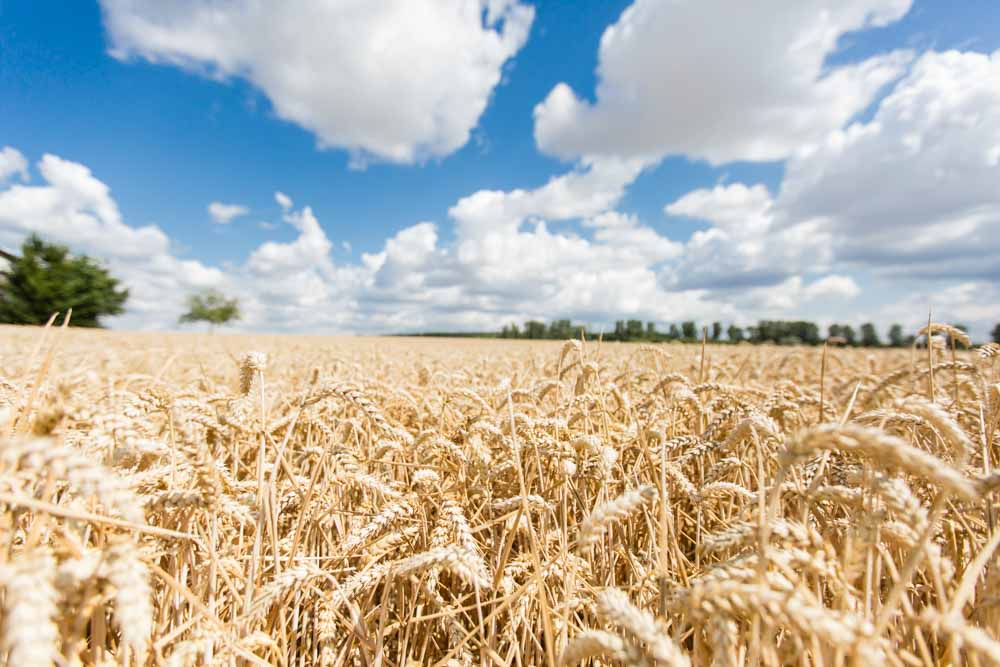 Fotoreportage für die internationale Nachrichtenagentur Bloomberg News über die Weizenernte eines Landwirts in der Nähe von Frankfurt.